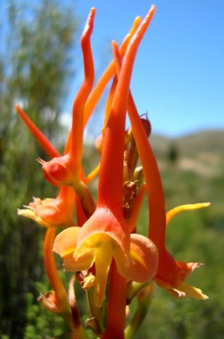 Disa porrecta crooked spur